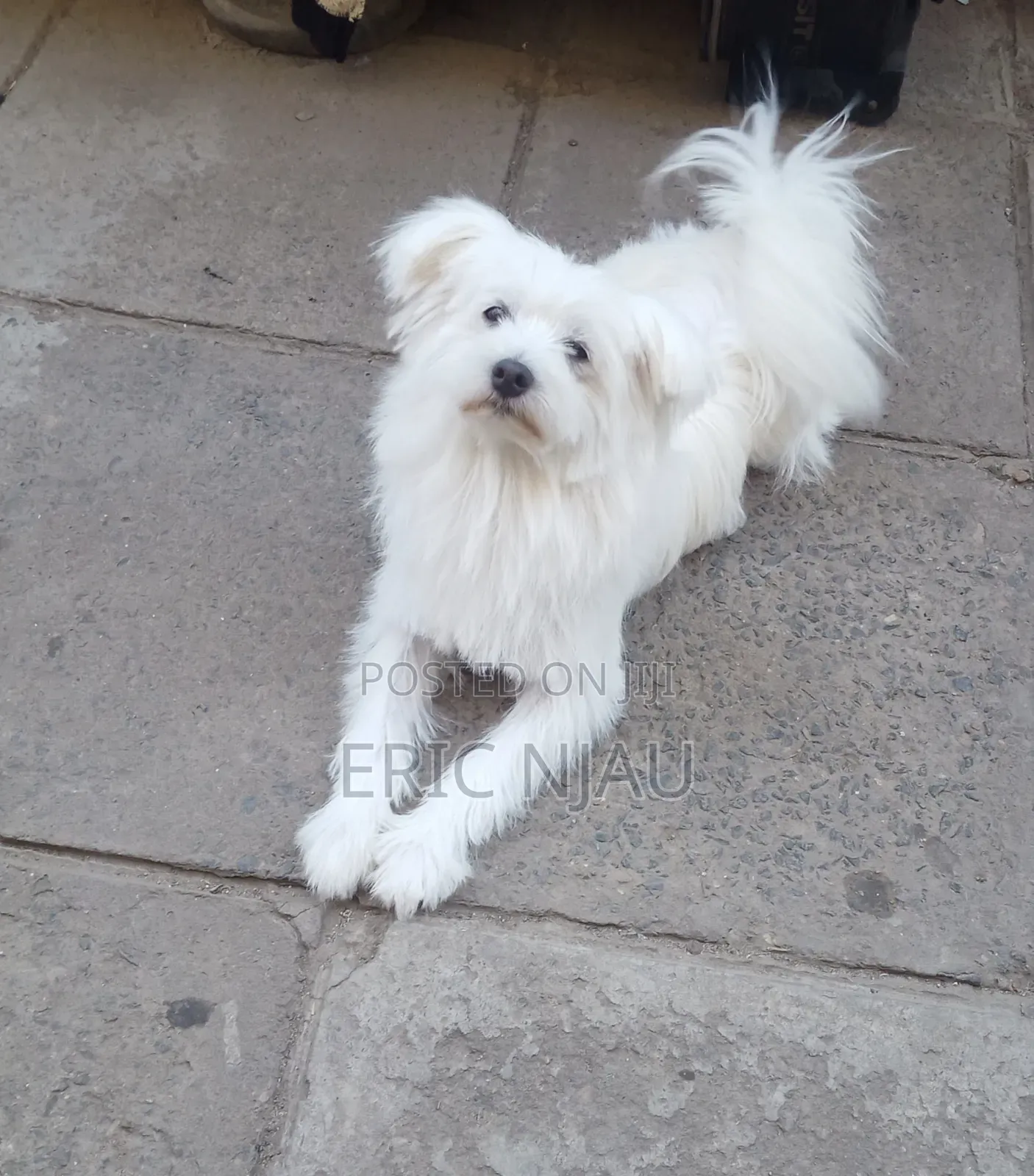 1+ year Male Purebred Maltese