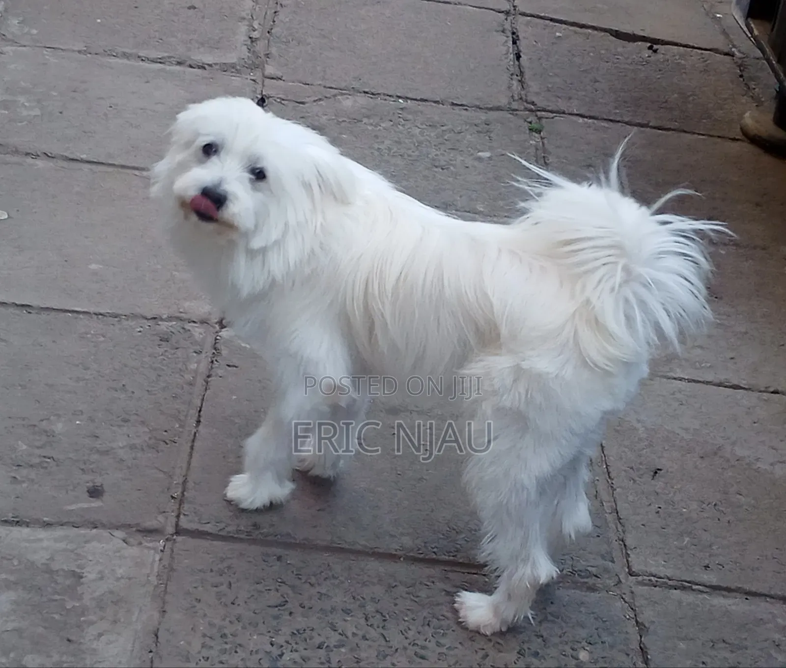 1+ year Male Purebred Maltese