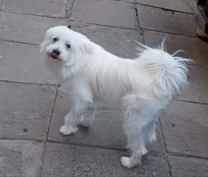 1+ year Male Purebred Maltese