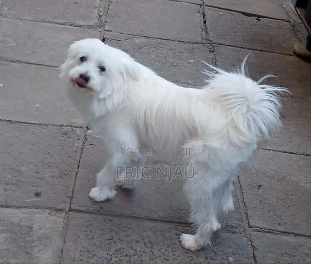 1+ year Male Purebred Maltese