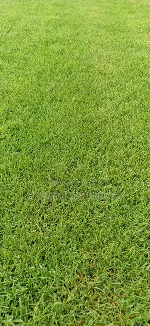 Outdoor-Inspired Grass Carpets