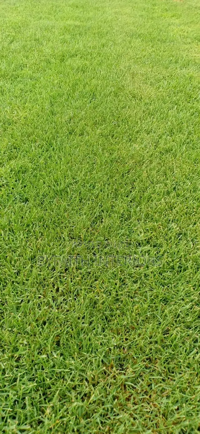 Outdoor-Inspired Grass Carpets