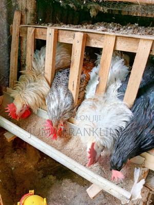 Briton Poultry Farm Gachie Kiambaa - main view