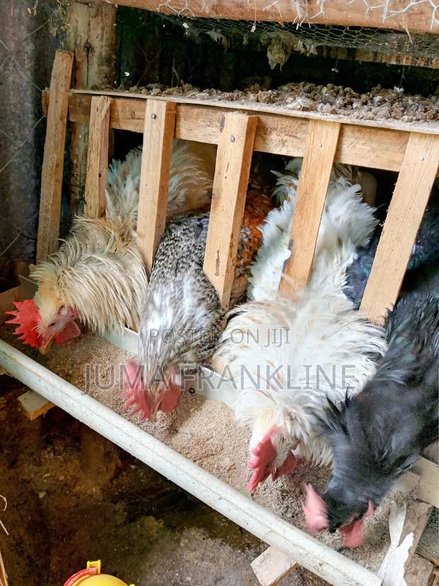 Briton Poultry Farm Gachie Kiambaa - thumbnail 2