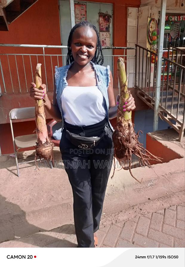High Grade Plantain Suckers