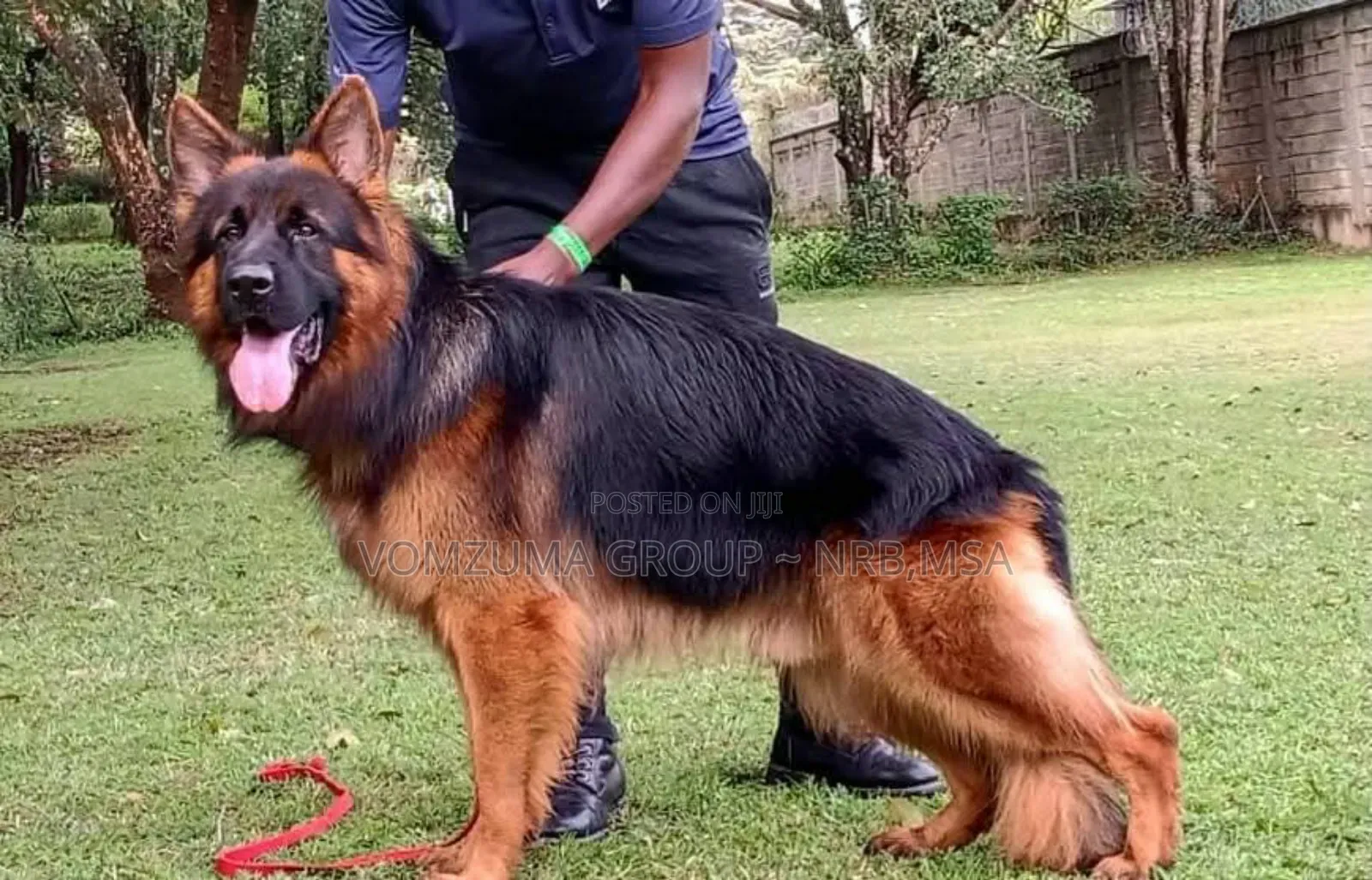 1-3 months Female Purebred German Shepherd
