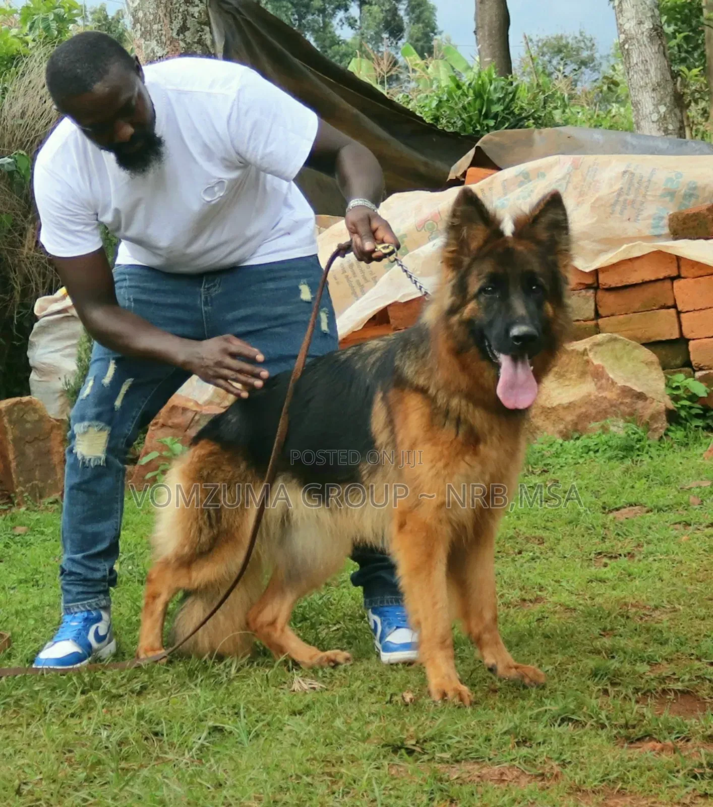 1-3 months Female Purebred German Shepherd