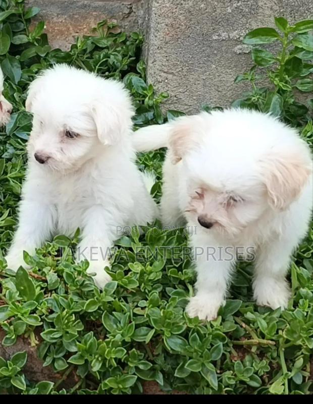 1-3 months Male Purebred Havanese - main view