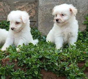 1-3 months Female Purebred Havanese - thumbnail 2