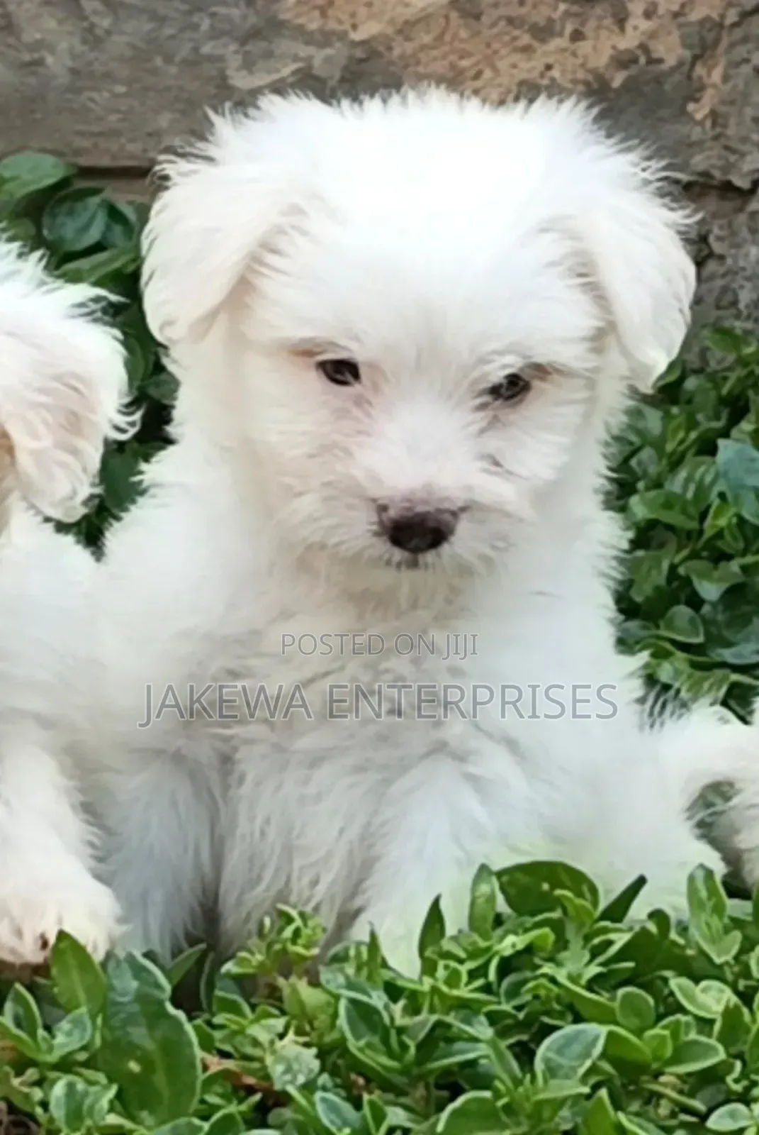 1-3 months Male Purebred Havanese