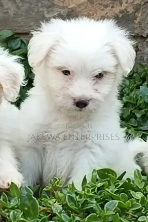 1-3 months Male Purebred Havanese