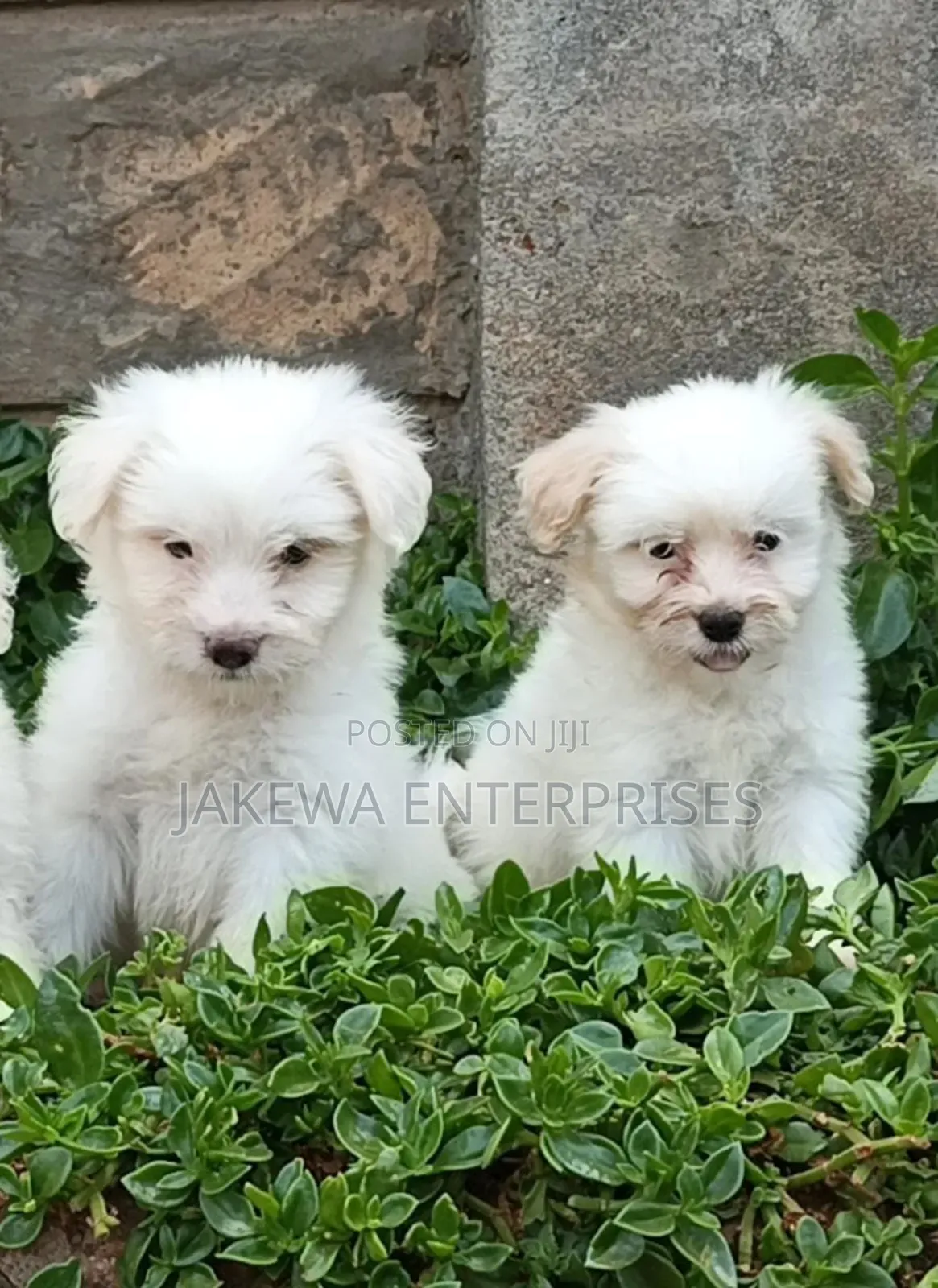 1-3 months Female Purebred Havanese