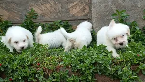 1-3 months Male Purebred Havanese