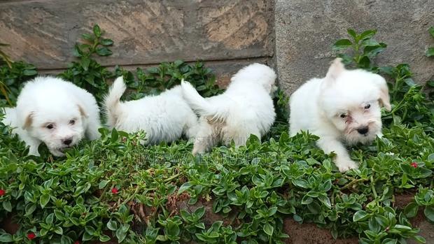 1-3 months Male Purebred Havanese