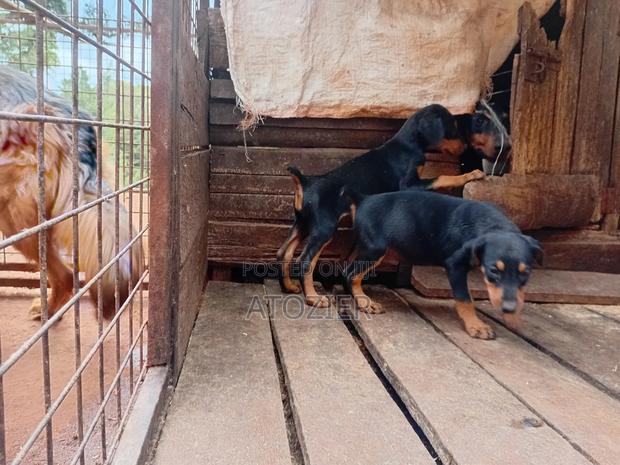 6-12 months Male Purebred Doberman Pinscher
