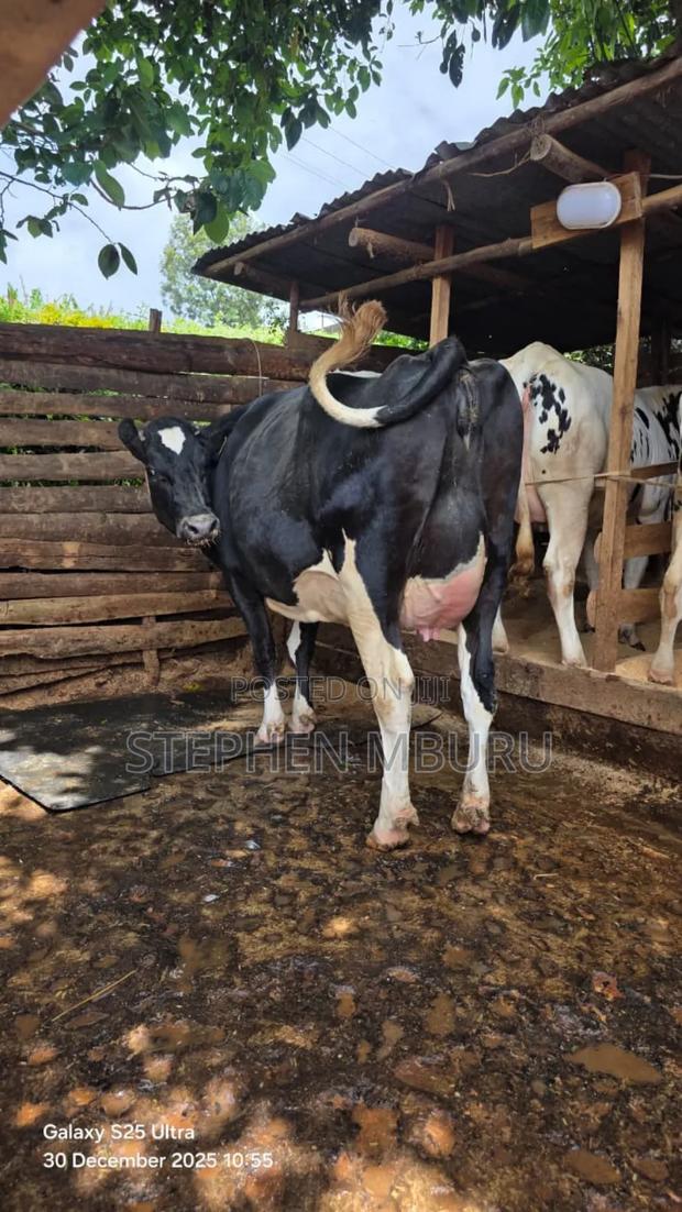 Super Giant Incalf Heifer - main view