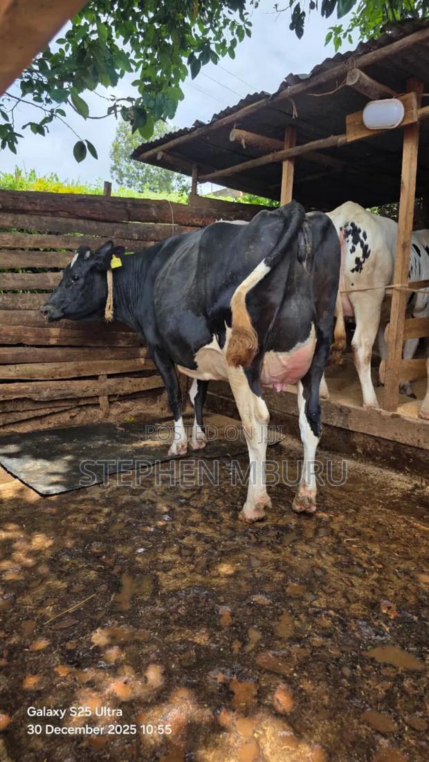 Super Giant Incalf Heifer - thumbnail 3