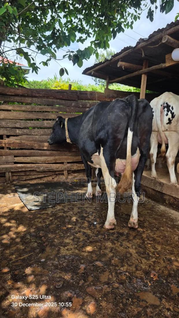 Super Giant Incalf Heifer - thumbnail 4