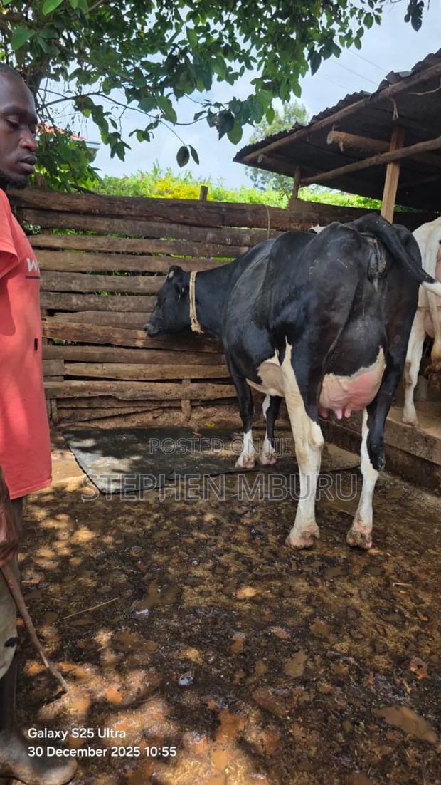 Super Giant Incalf Heifer - thumbnail 5