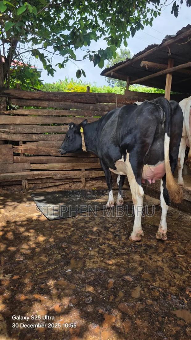 Super Giant Incalf Heifer - thumbnail 6