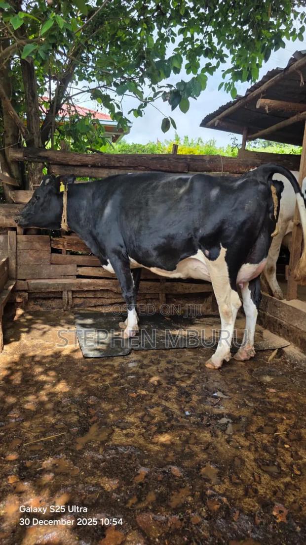 Super Giant Incalf Heifer - thumbnail 7