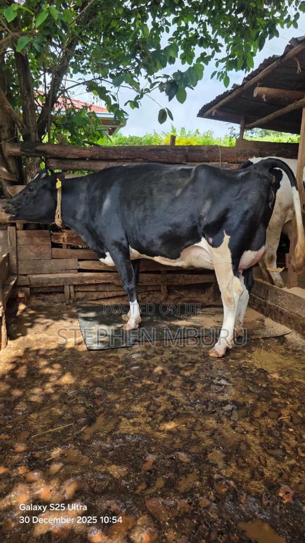 Super Giant Incalf Heifer - thumbnail 8