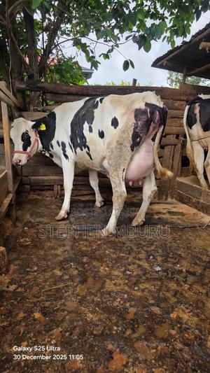 Super Giant Incalf Hostein Heifer - thumbnail 2