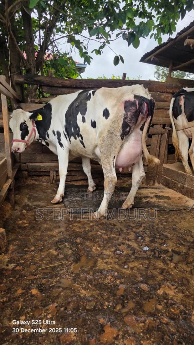 Super Giant Incalf Hostein Heifer - main view