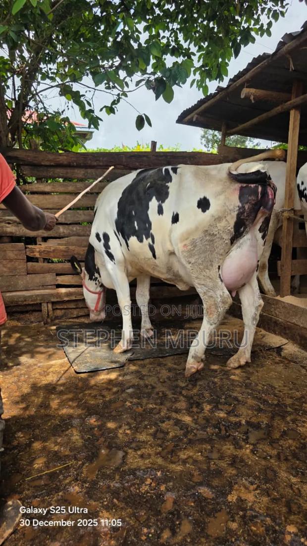 Super Giant Incalf Hostein Heifer - thumbnail 3
