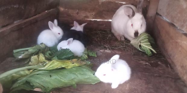 Hybrid Rabbits for Sale - main view