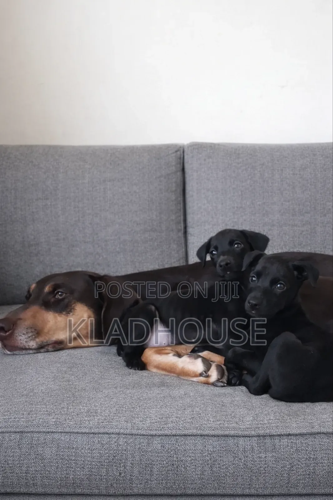 1-3 months Female Purebred Doberman Pinscher