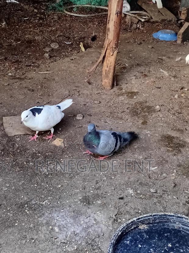 Homing Pigeons - main view