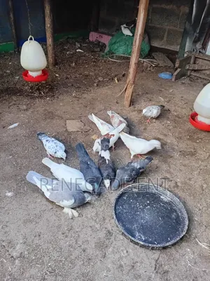 Homing Pigeons