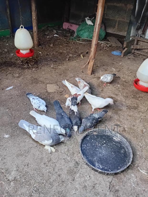 Homing Pigeons - thumbnail 3