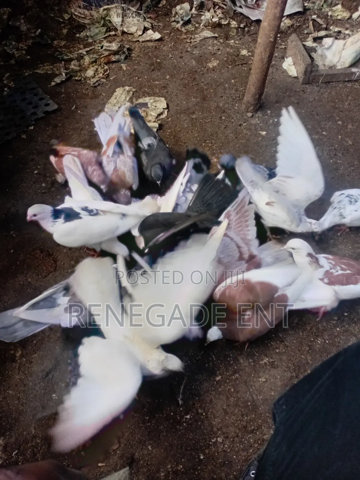 Homing Pigeons