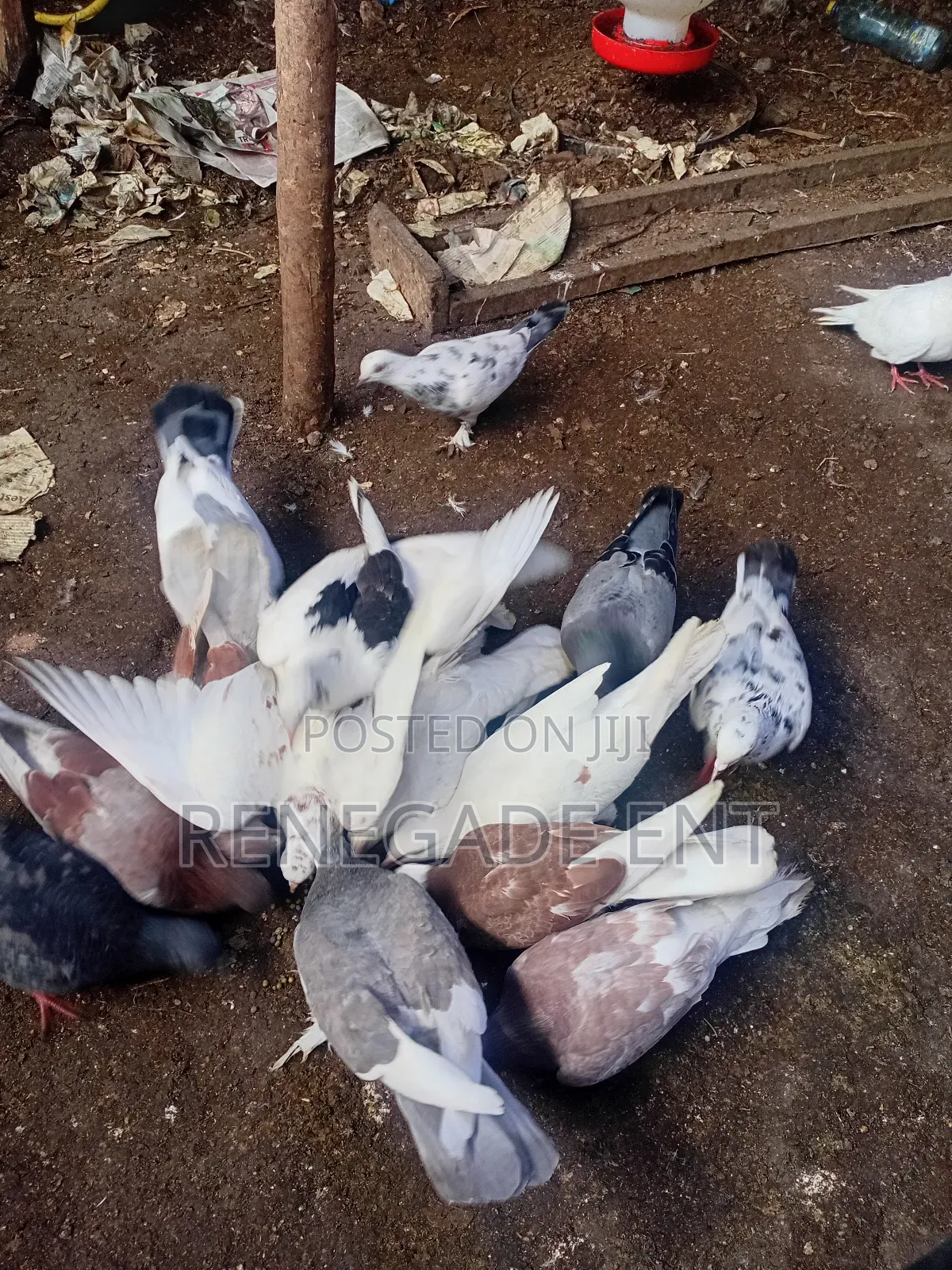 Homing Pigeons