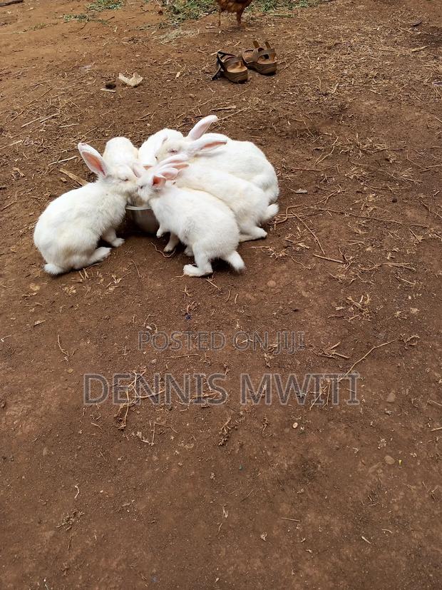 Rabbits for Sale - main view