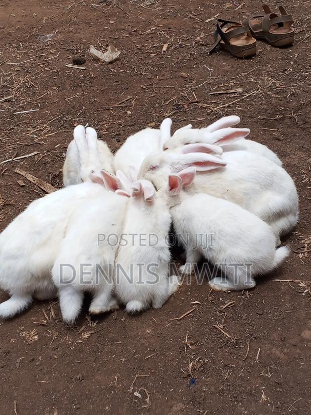 Rabbits for Sale - thumbnail 3