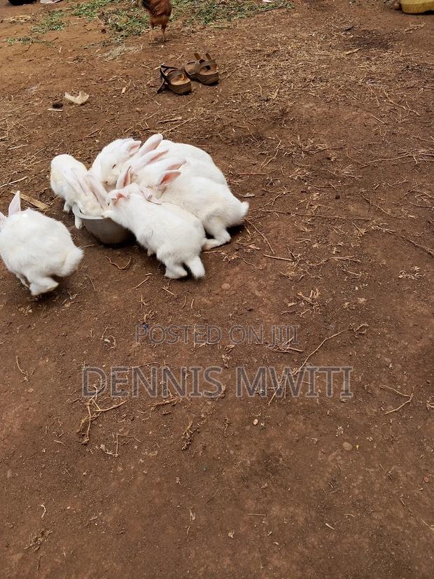 Rabbits for Sale - thumbnail 4