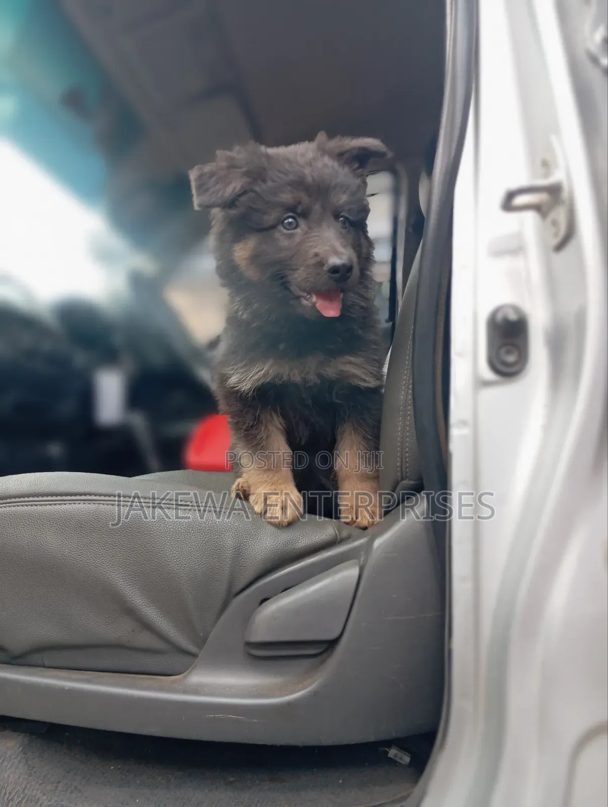 1-3 months Male Purebred German Shepherd