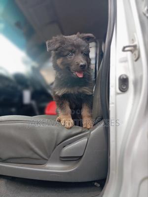 1-3 months Male Purebred German Shepherd - thumbnail 2