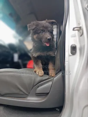 1-3 months Male Purebred German Shepherd
