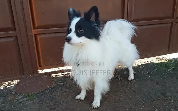 1+ year Male Purebred Chihuahua - thumbnail 5