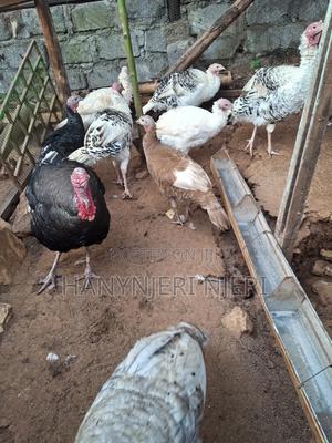 Well Raised,Healthy,Strong Turkeys - main view
