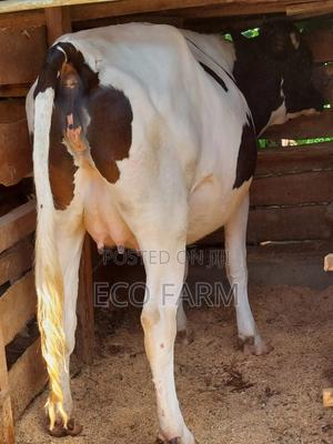 Dairy Cows - main view