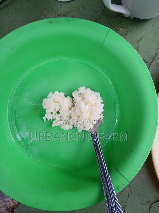 Milk Kefir Grains - thumbnail 2