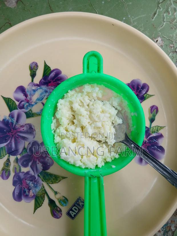 Milk Kefir Grains - main view