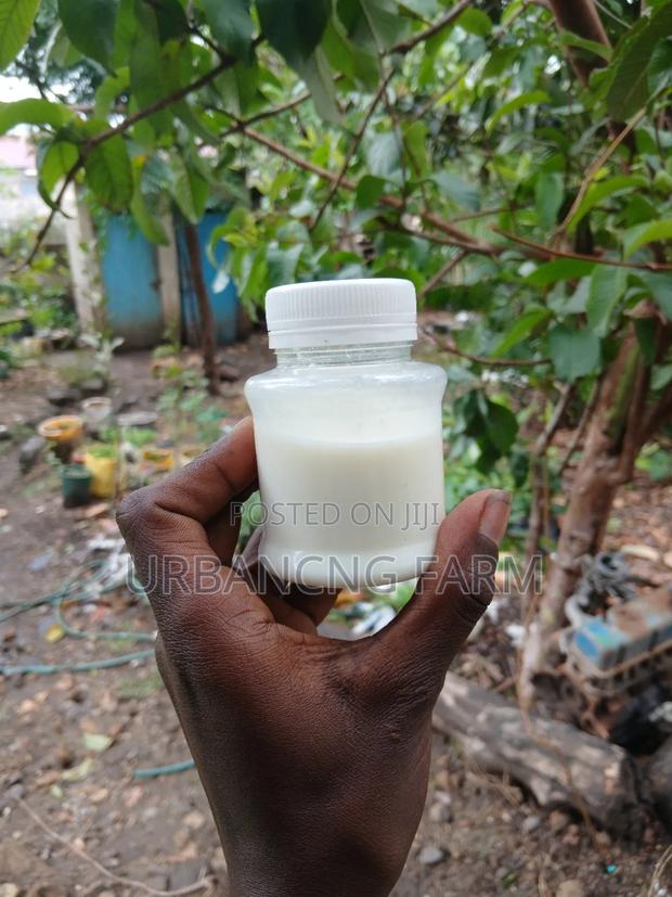 Milk Kefir Grains - thumbnail 4