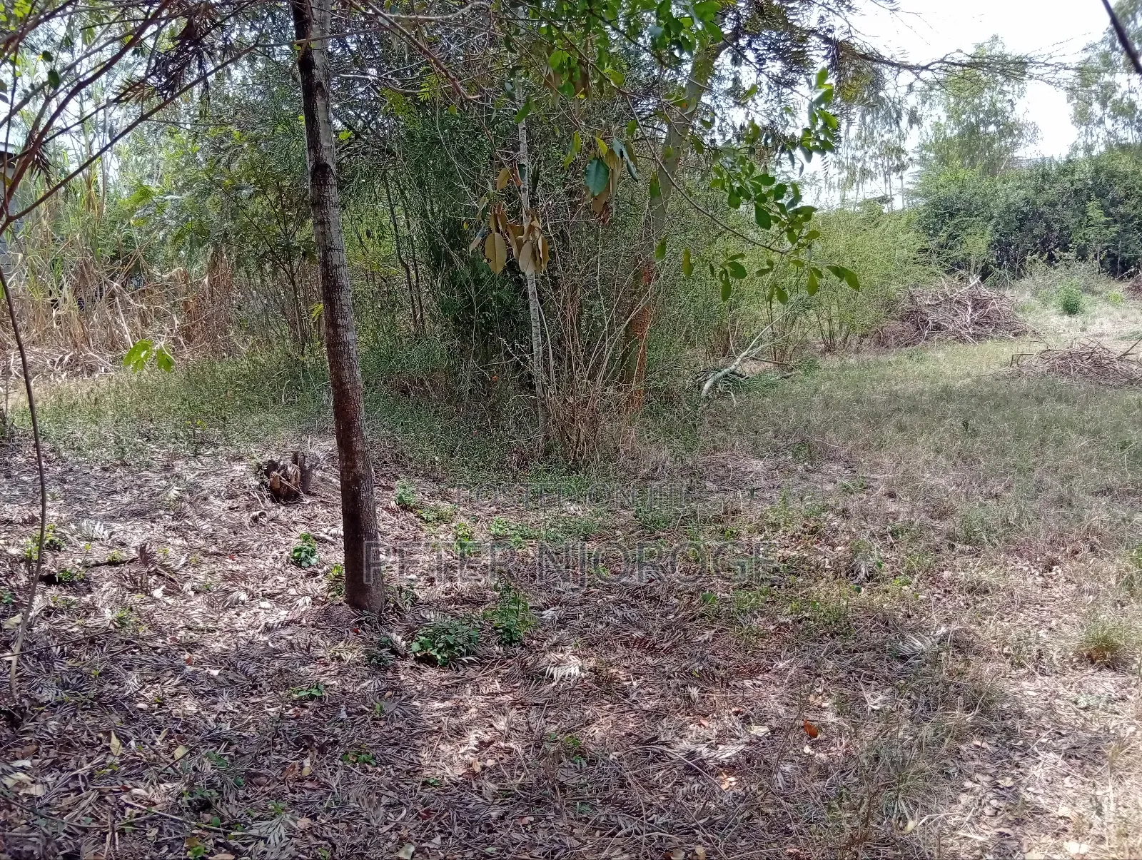 A 50 by 100 Plot on Sale