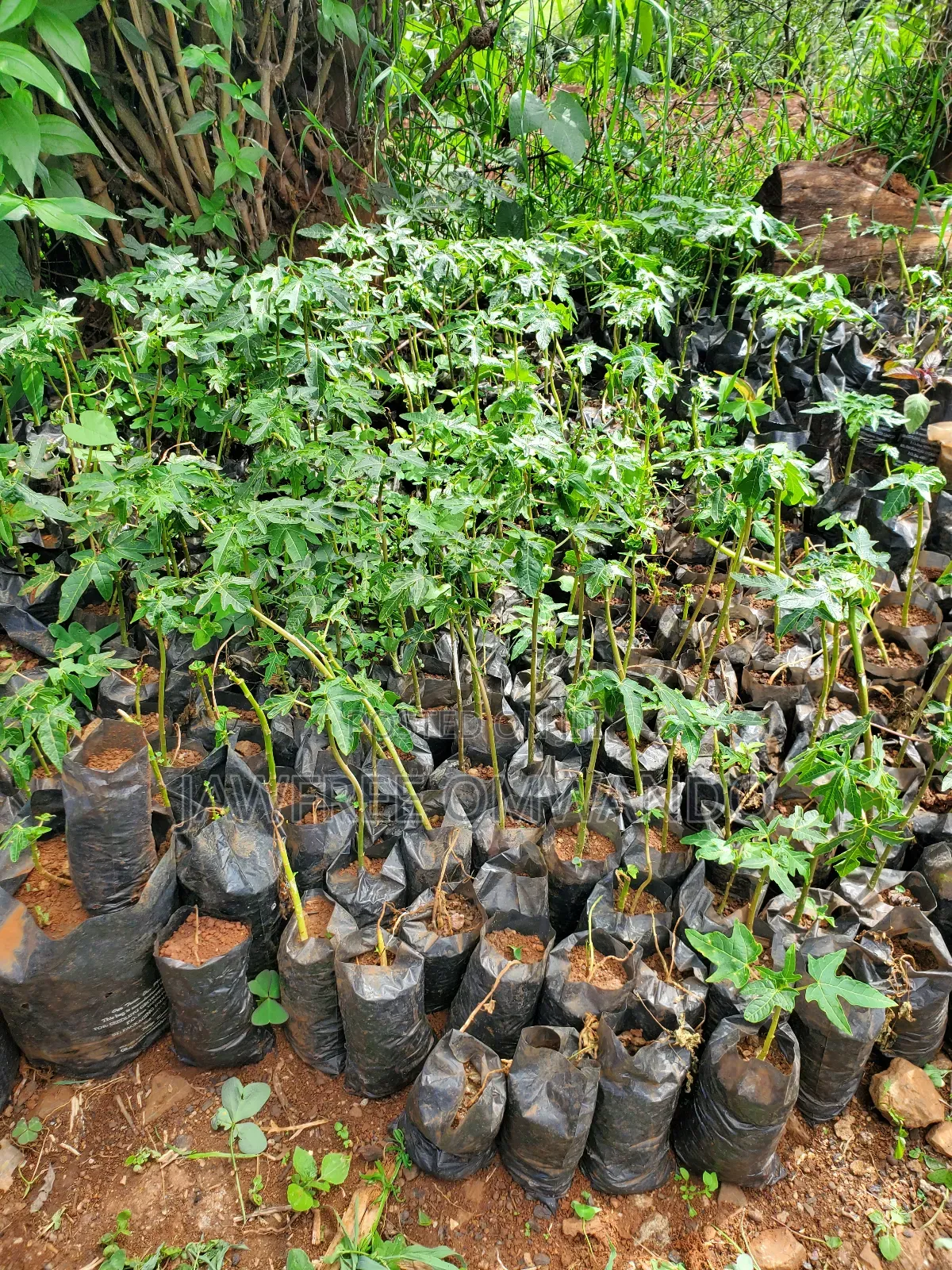 Paw Paw Seedlings